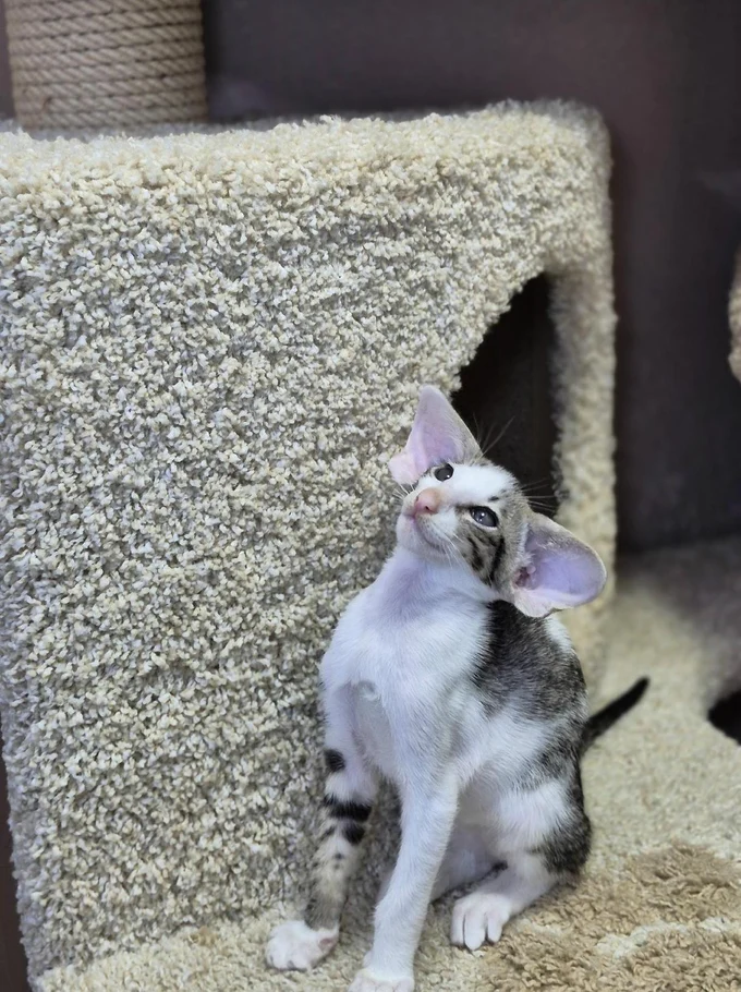 История происхождения ориентальных кошек