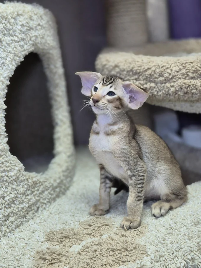 История происхождения ориентальных кошек